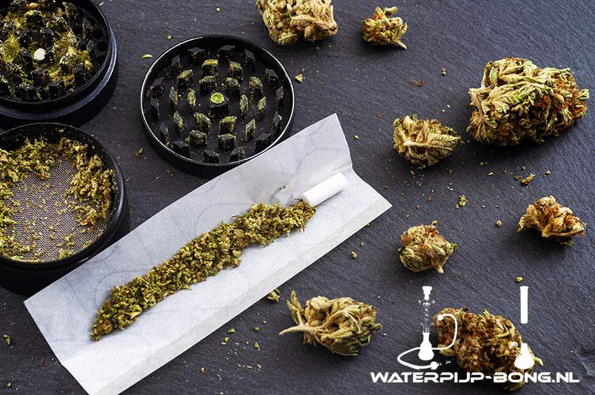 De pure joint vs de traditionele Hollandse joint met tabak