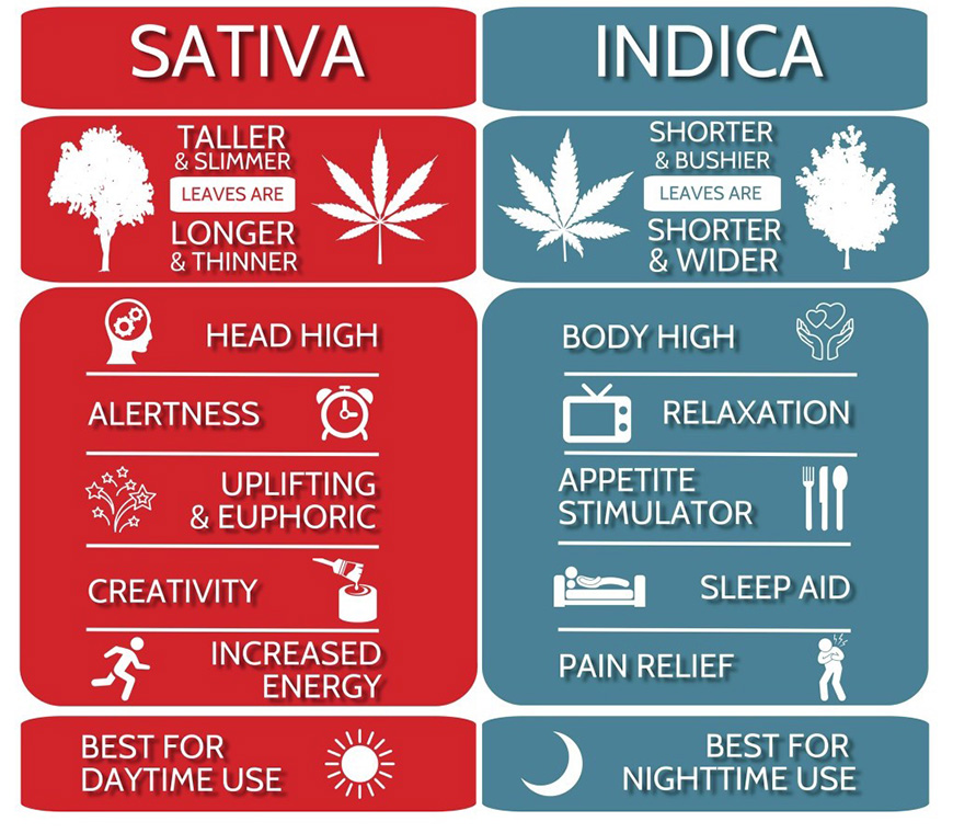 sativa vs indica wiet